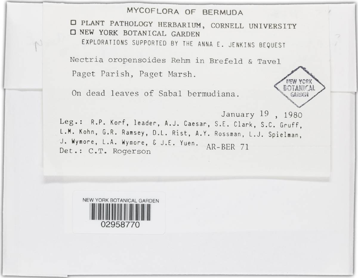 Nectriopsis oropensoides image