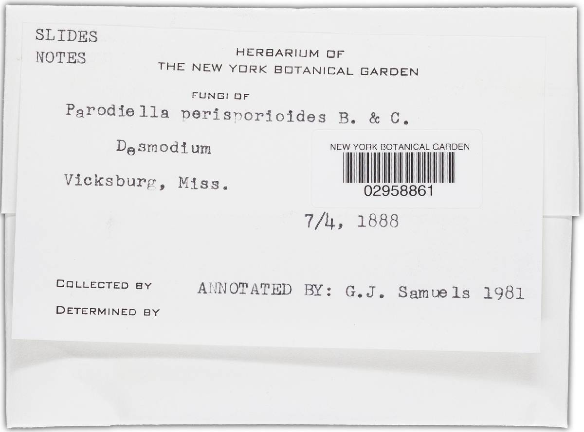 Macroconia papilionacearum image