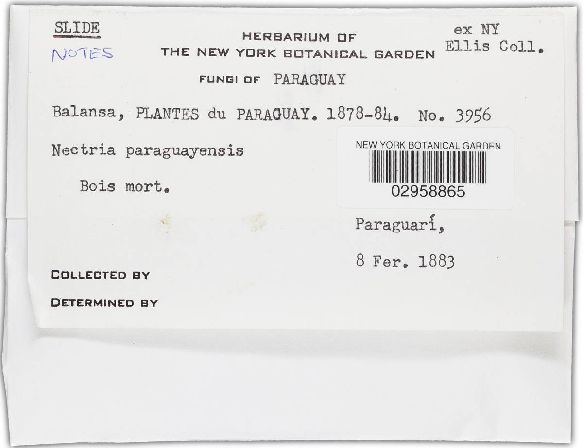 Nectria paraguayensis image