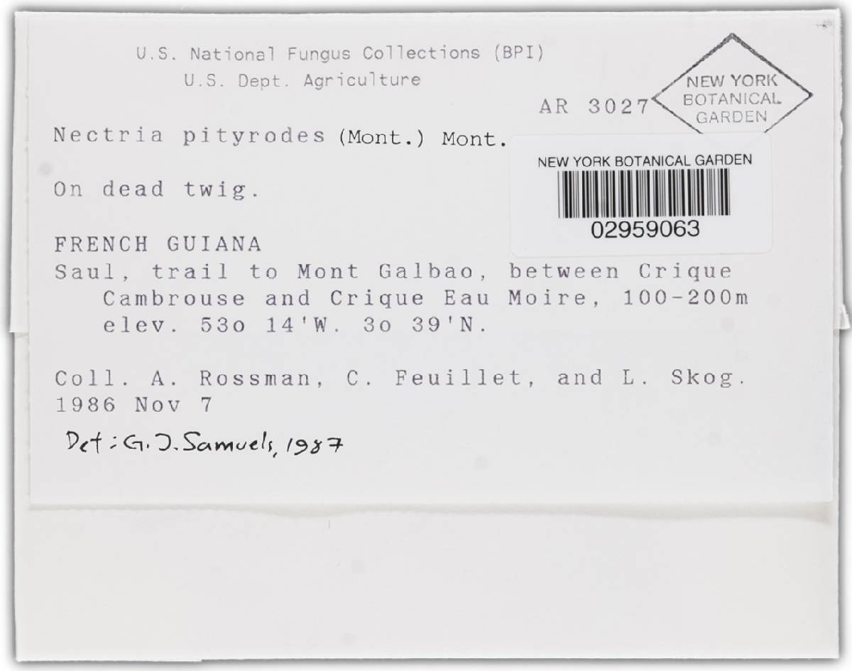 Nectria pityrodes image