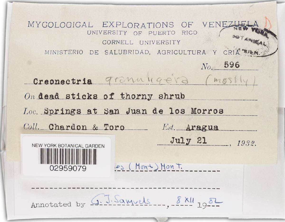 Nectria pityrodes image