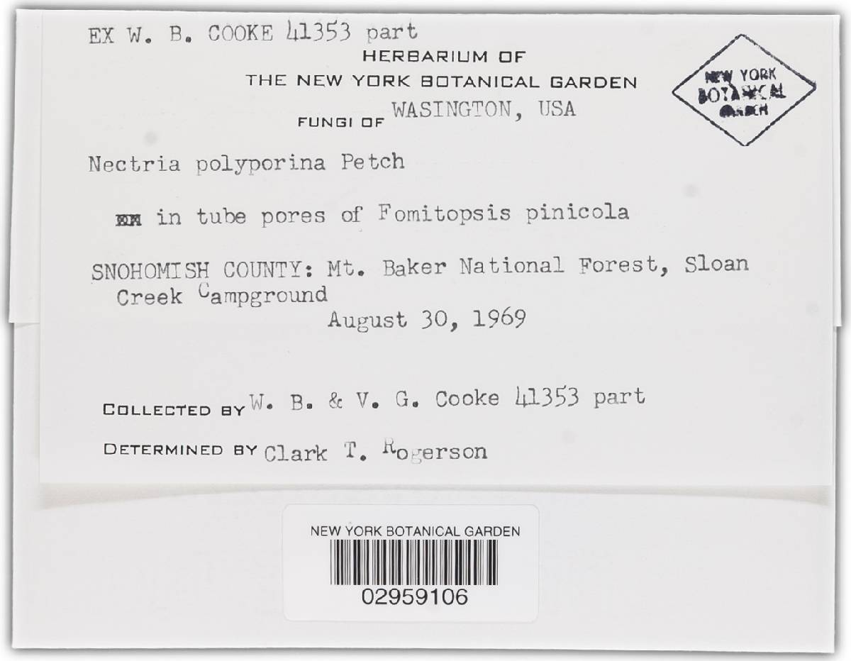 Nectria polyporina image