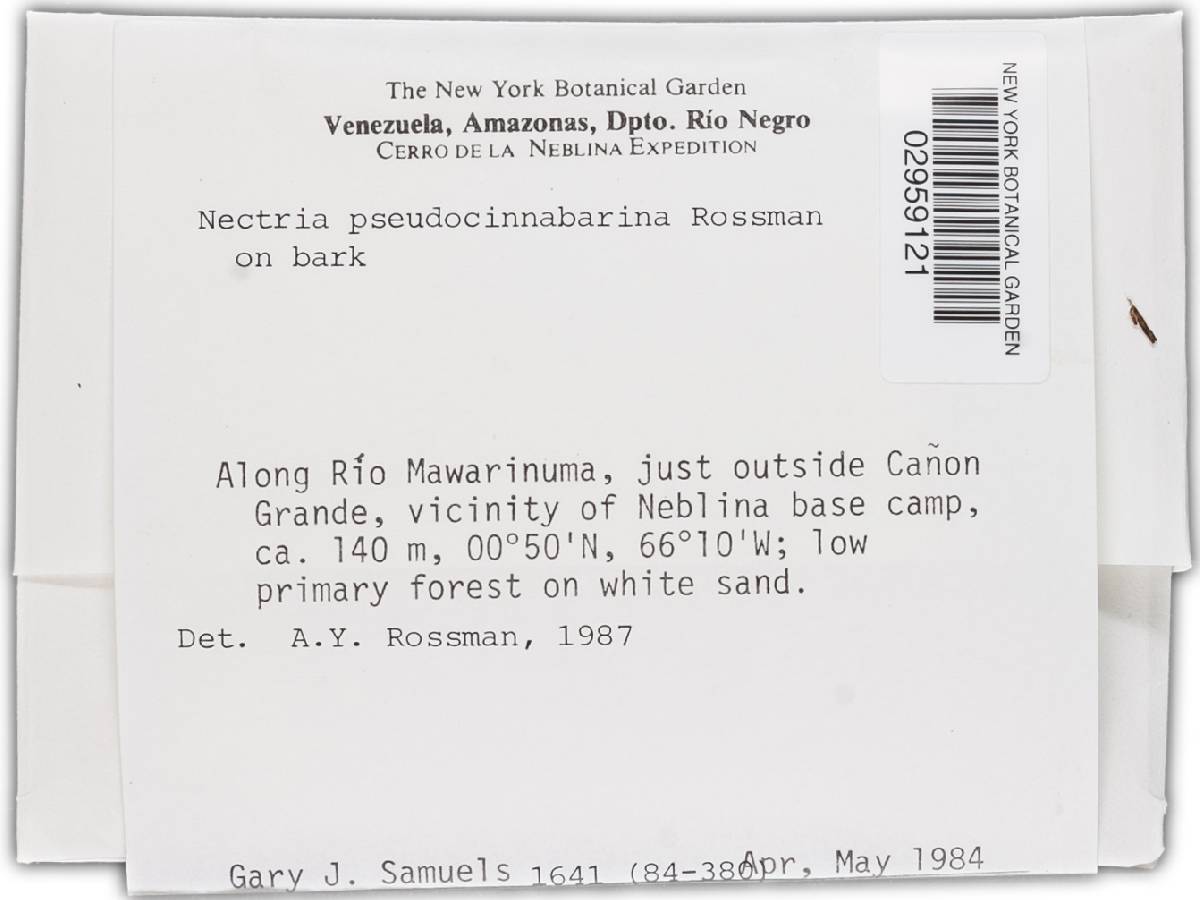 Nectria pseudocinnabarina image