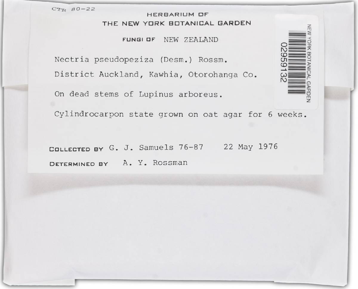 Nectria pseudopeziza image