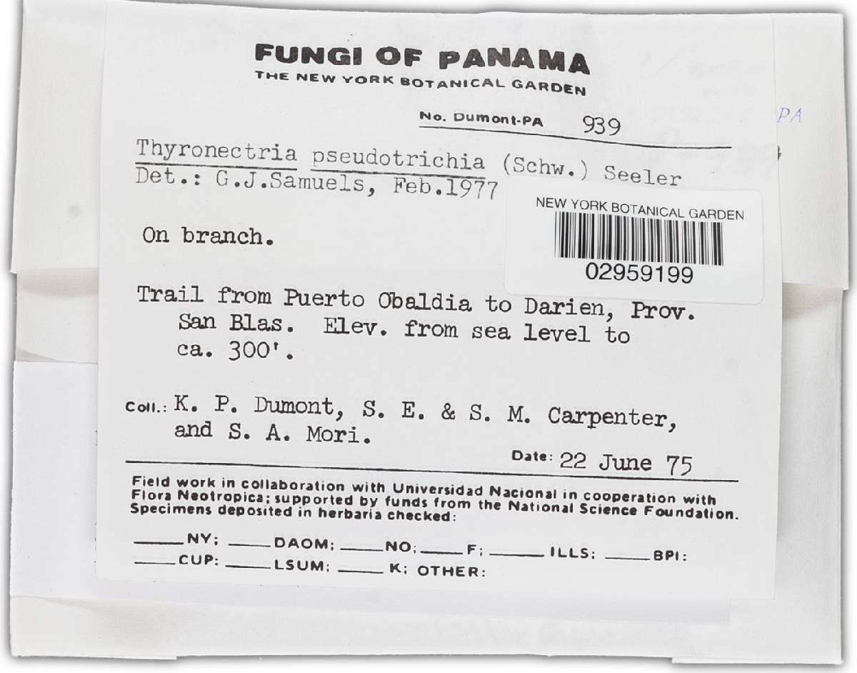 Nectria pseudotrichia image