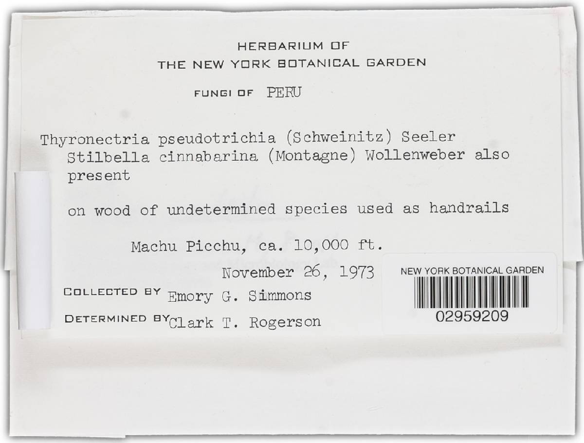 Nectria pseudotrichia image