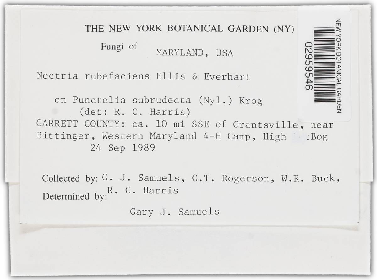 Nectria rubefaciens image