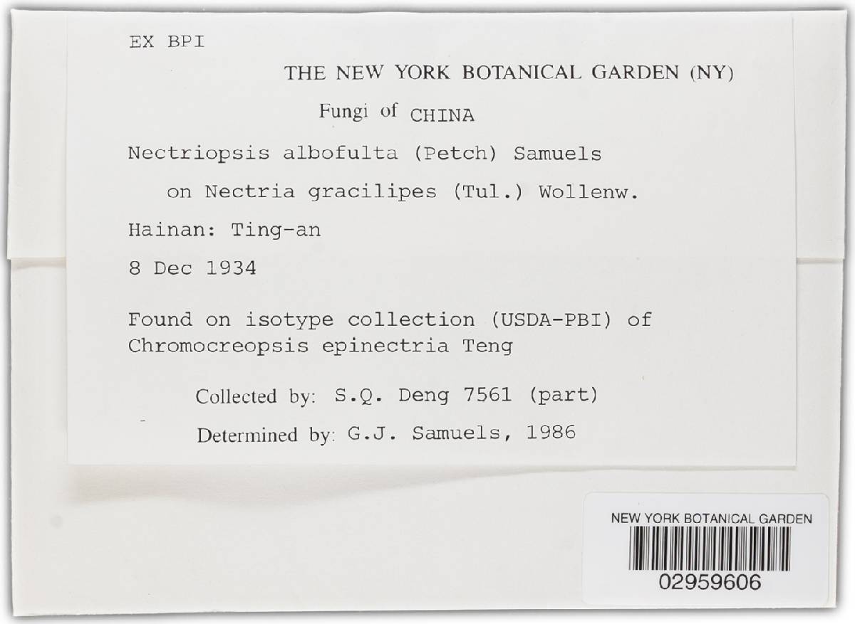 Nectriopsis albofulta image