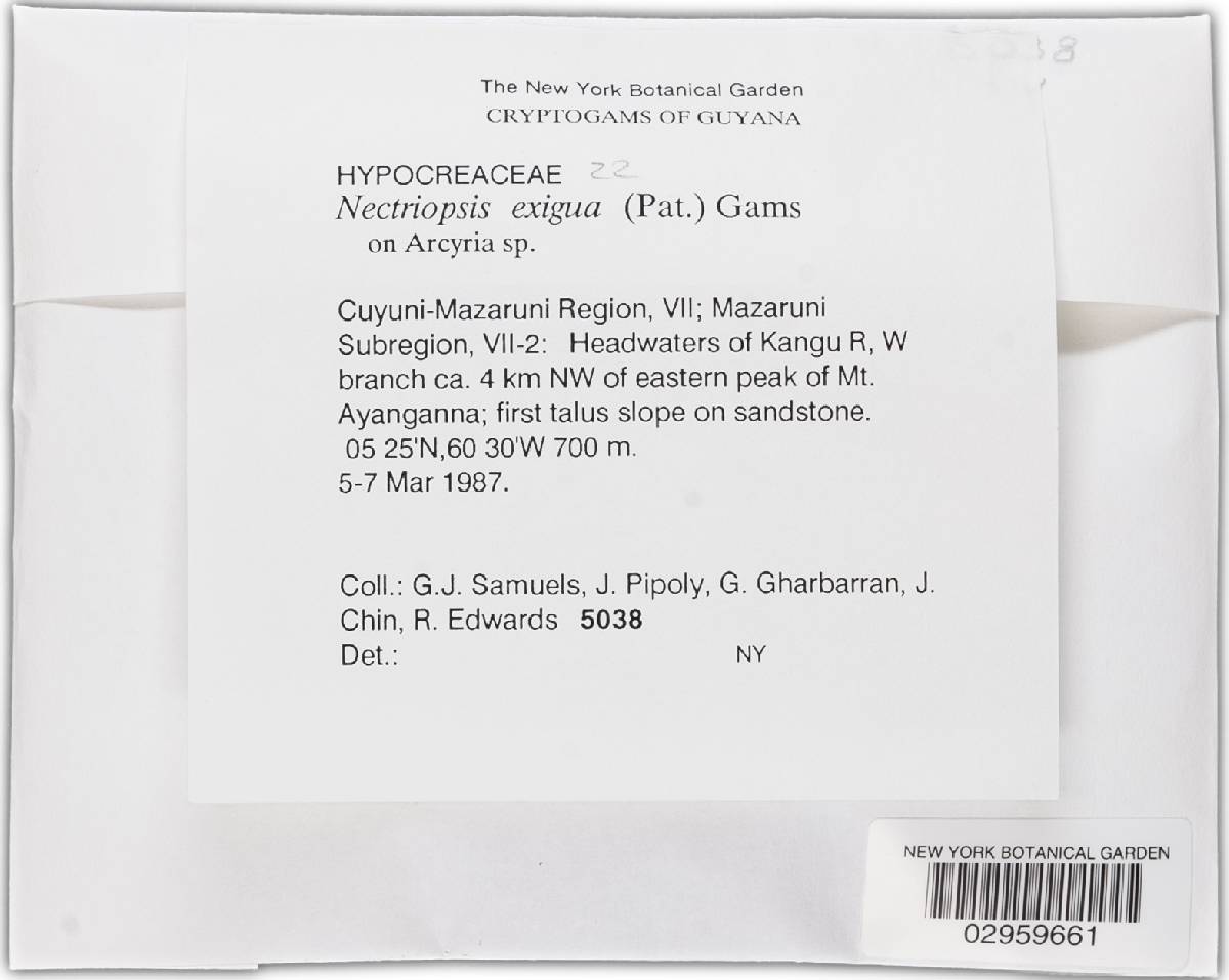 Nectriopsis exigua image