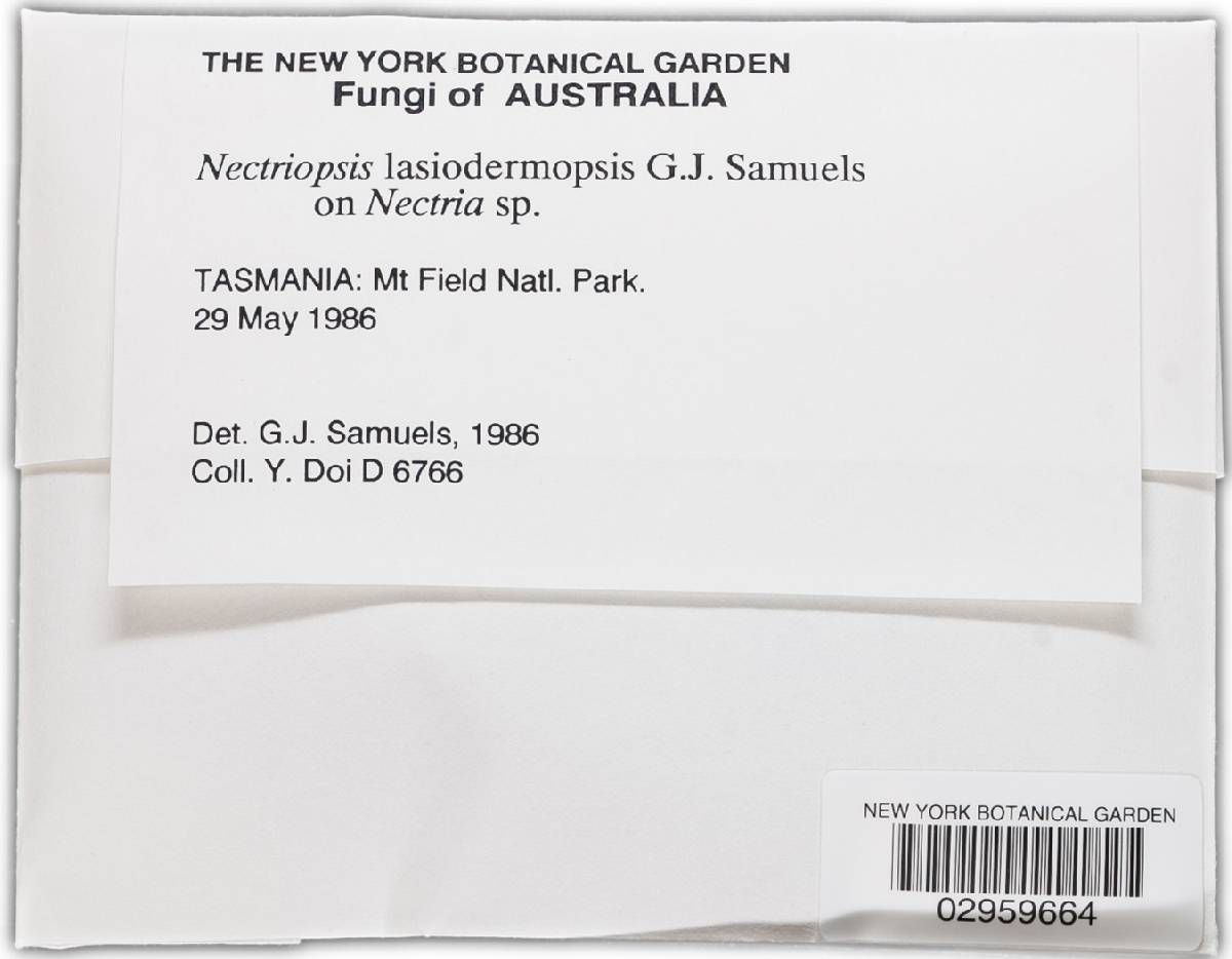 Nectriopsis lasiodermopsis image