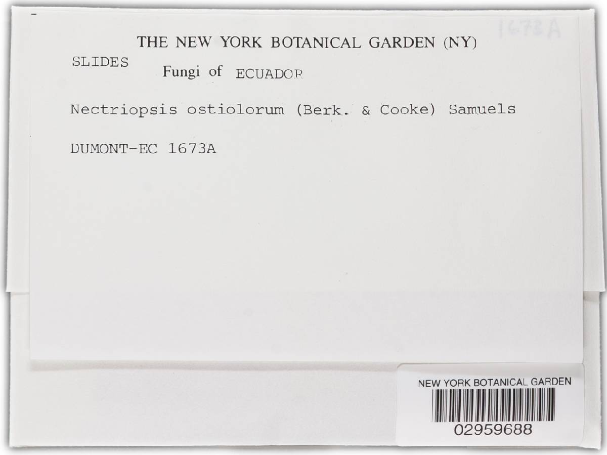 Nectriopsis ostiolorum image