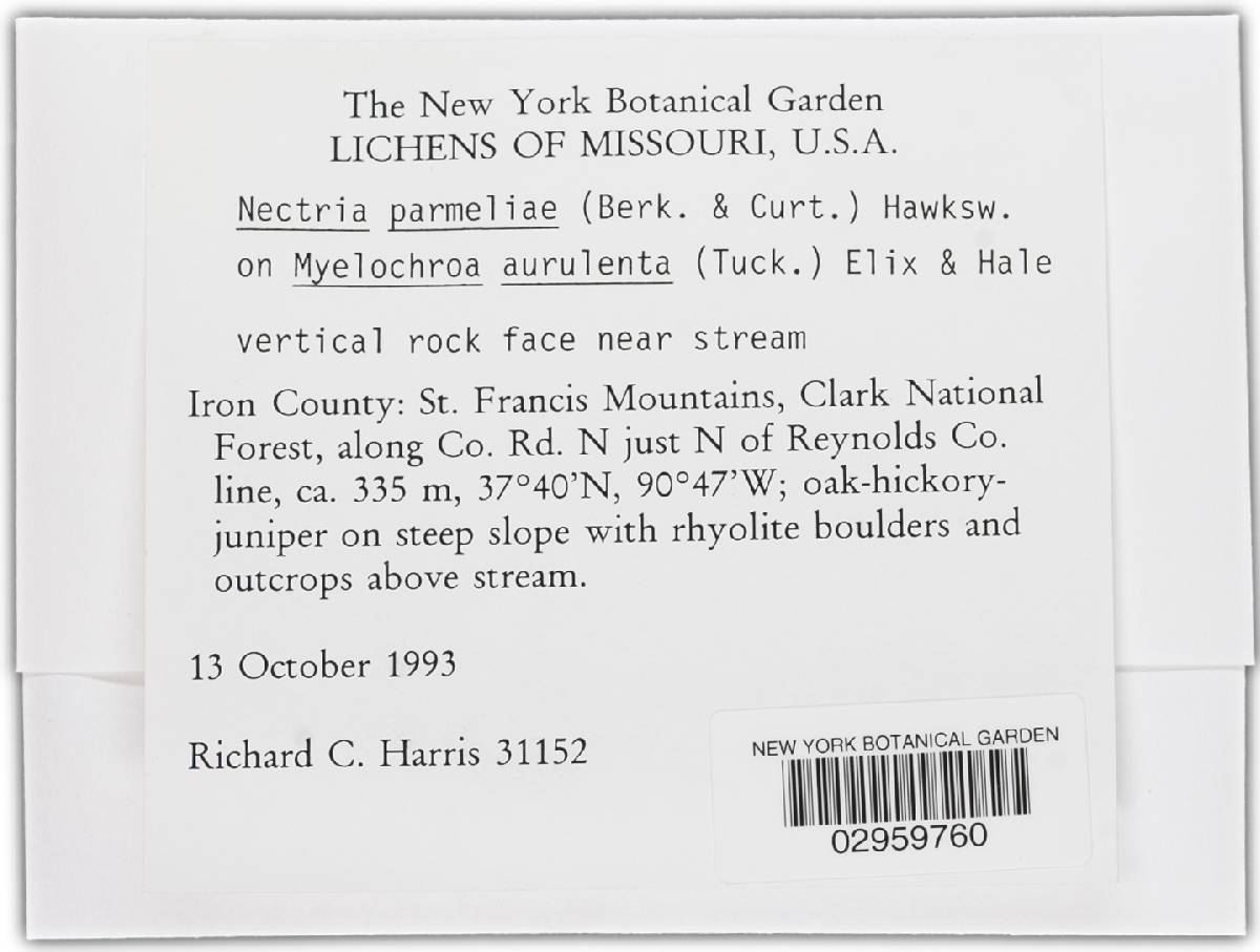 Nectriopsis parmeliae image