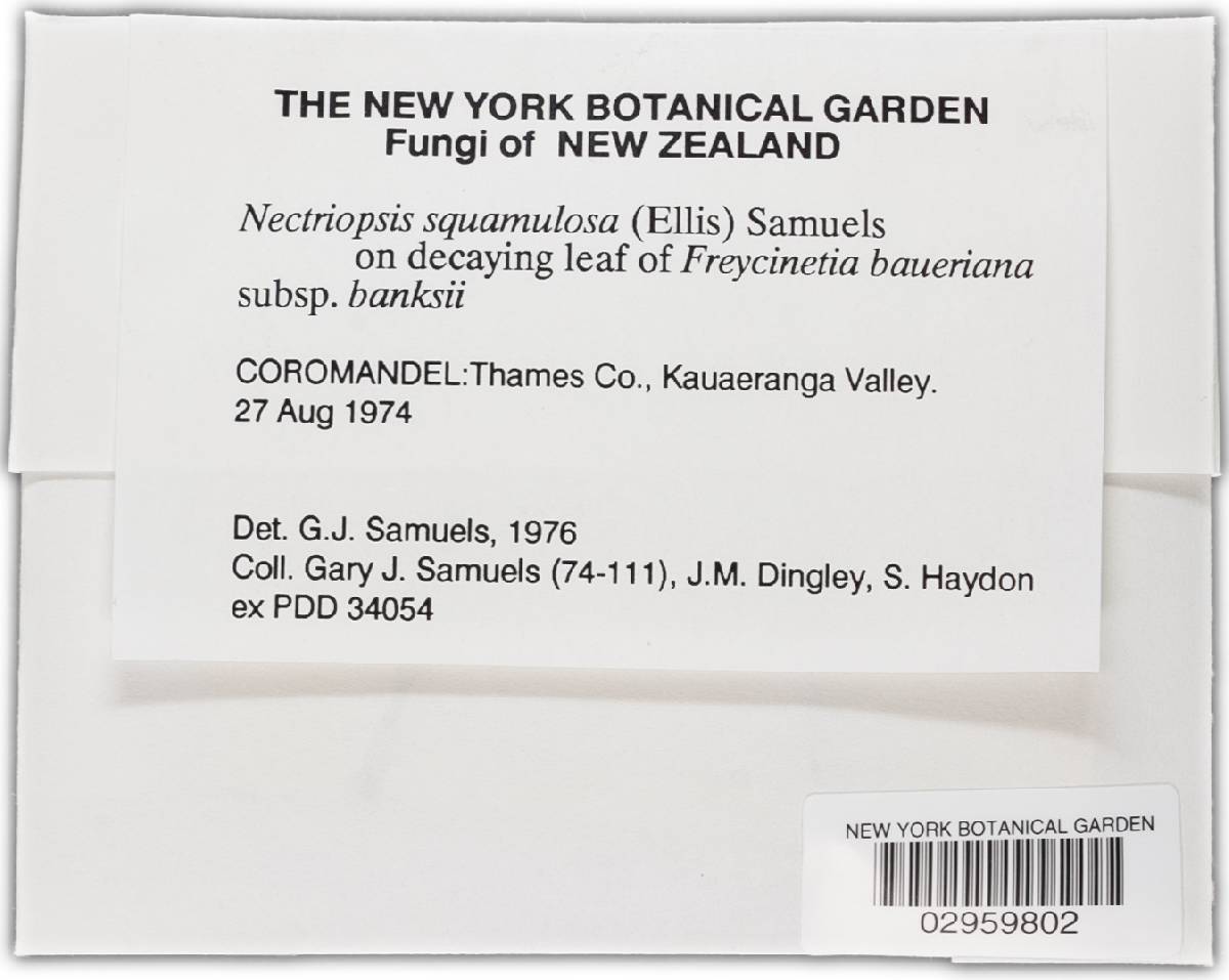 Nectriopsis squamulosa image