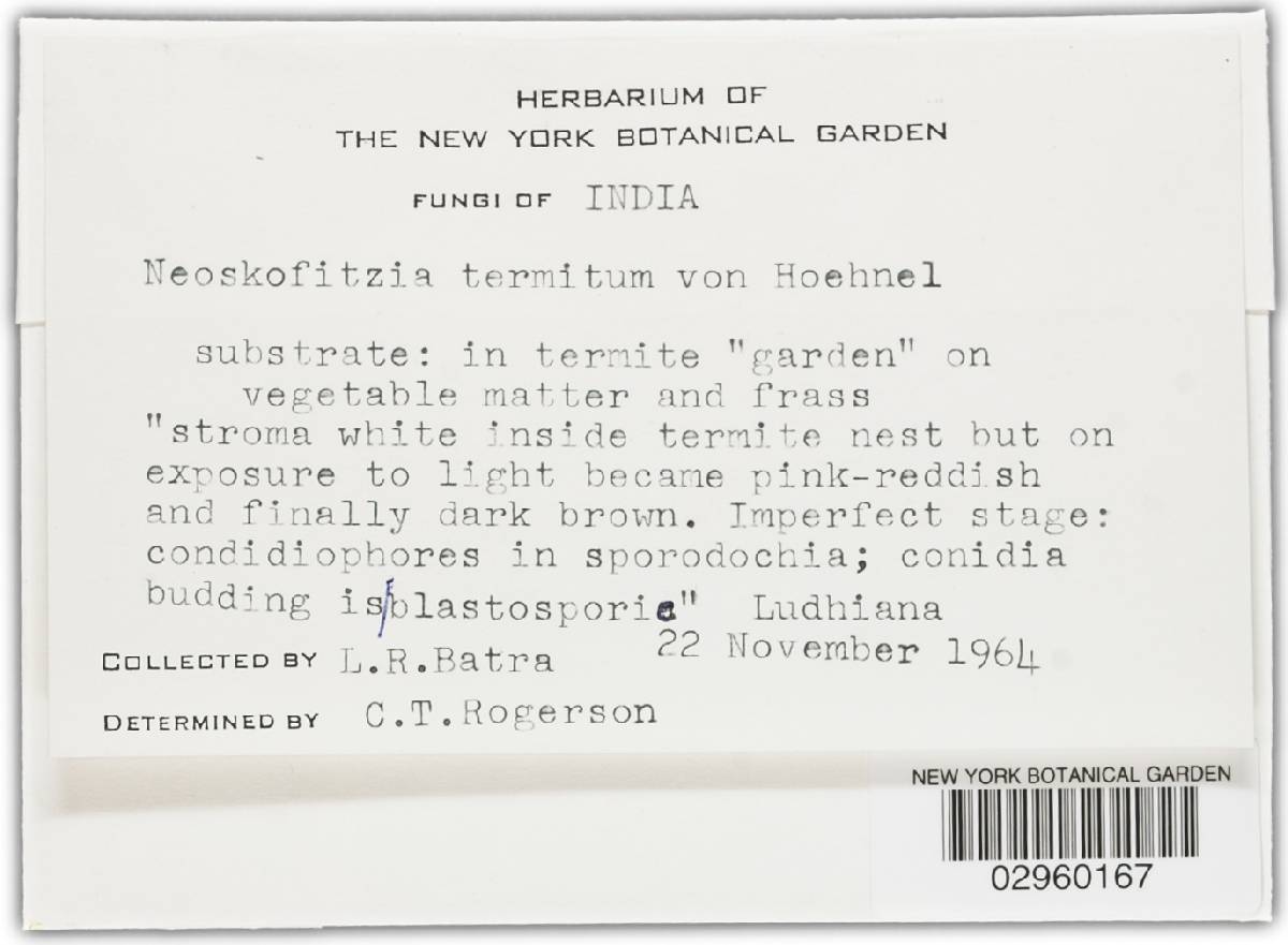 Neoskofitzia termitum image