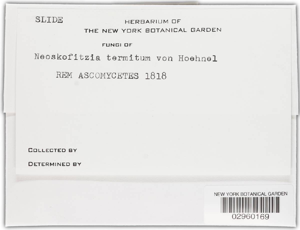 Neoskofitzia termitum image