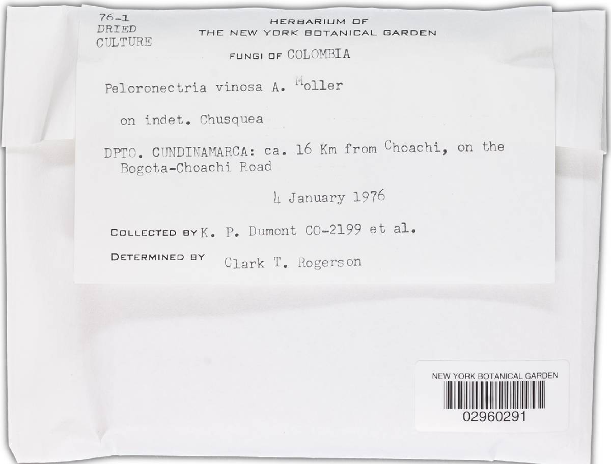 Peloronectria vinosa image