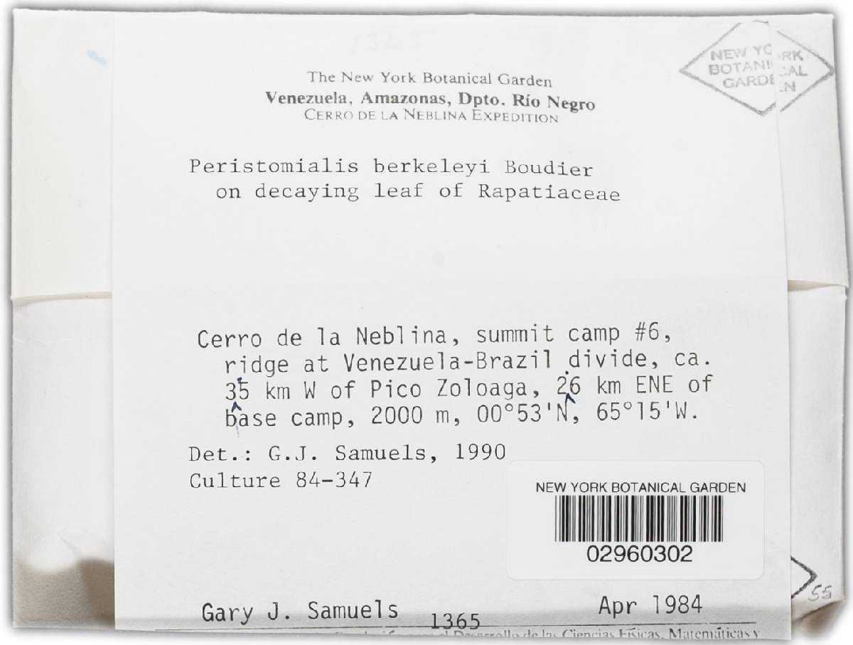 Peristomialis berkeleyi image