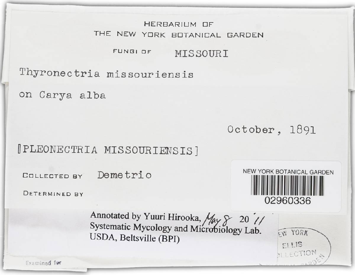 Pleonectria missouriensis image