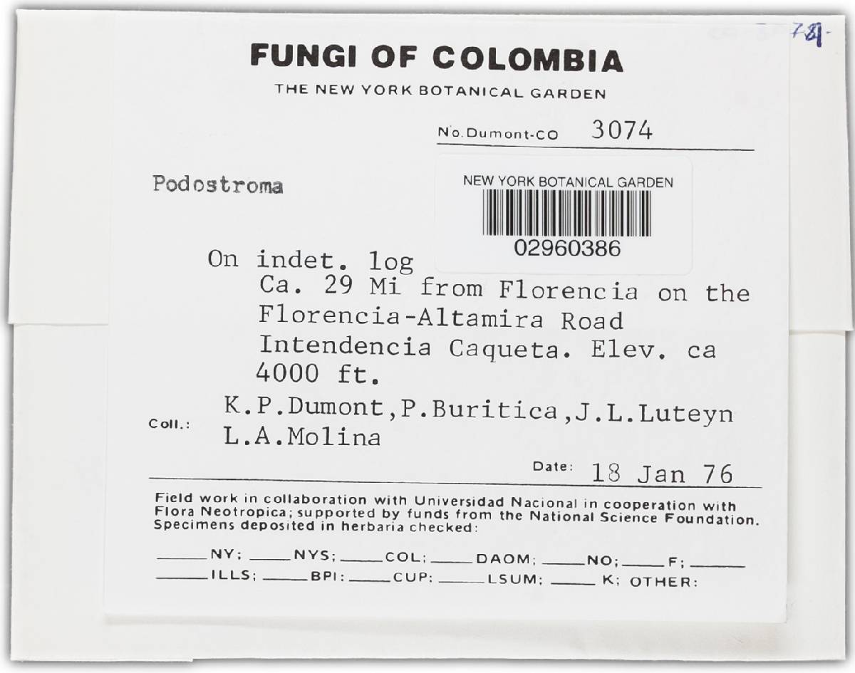 Podostroma image
