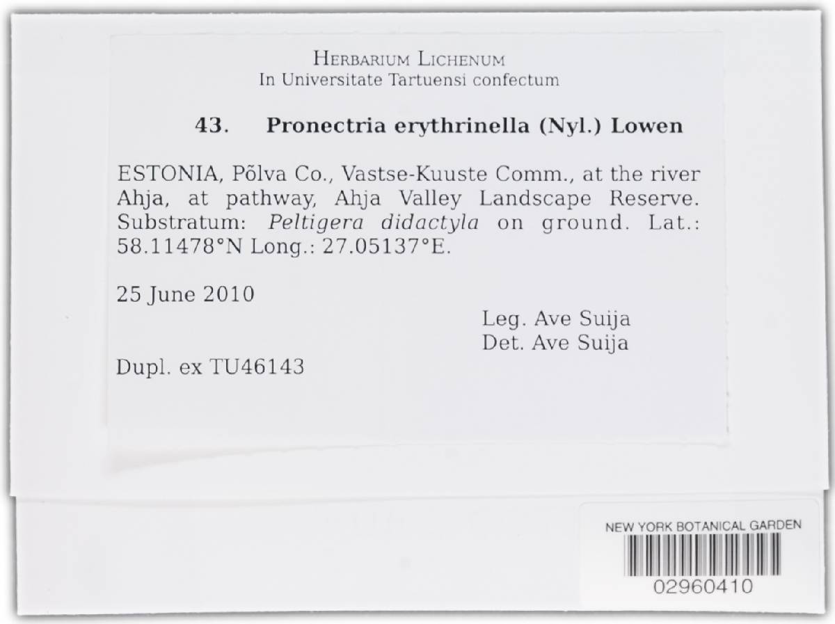 Pronectria erythrinella image