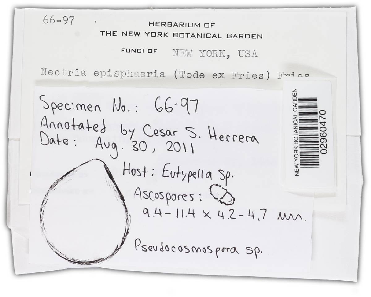 Pseudocosmospora image