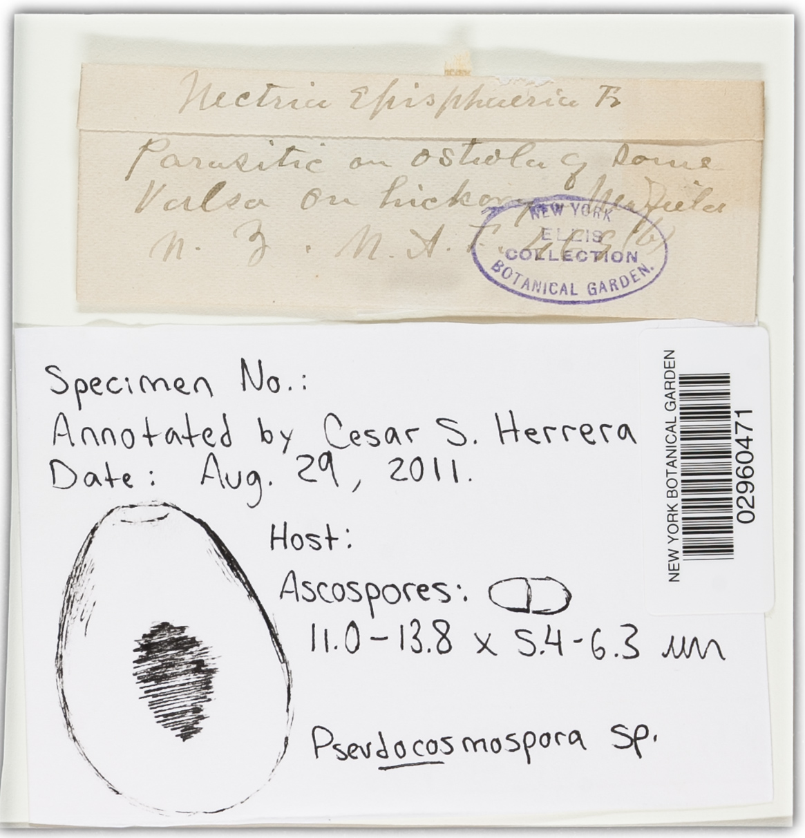 Pseudocosmospora image