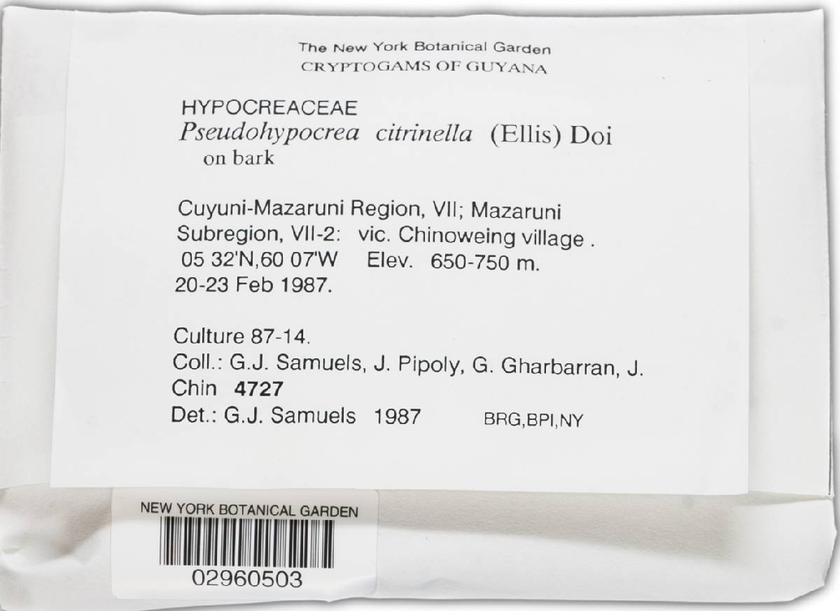Pseudohypocrea citrinella image