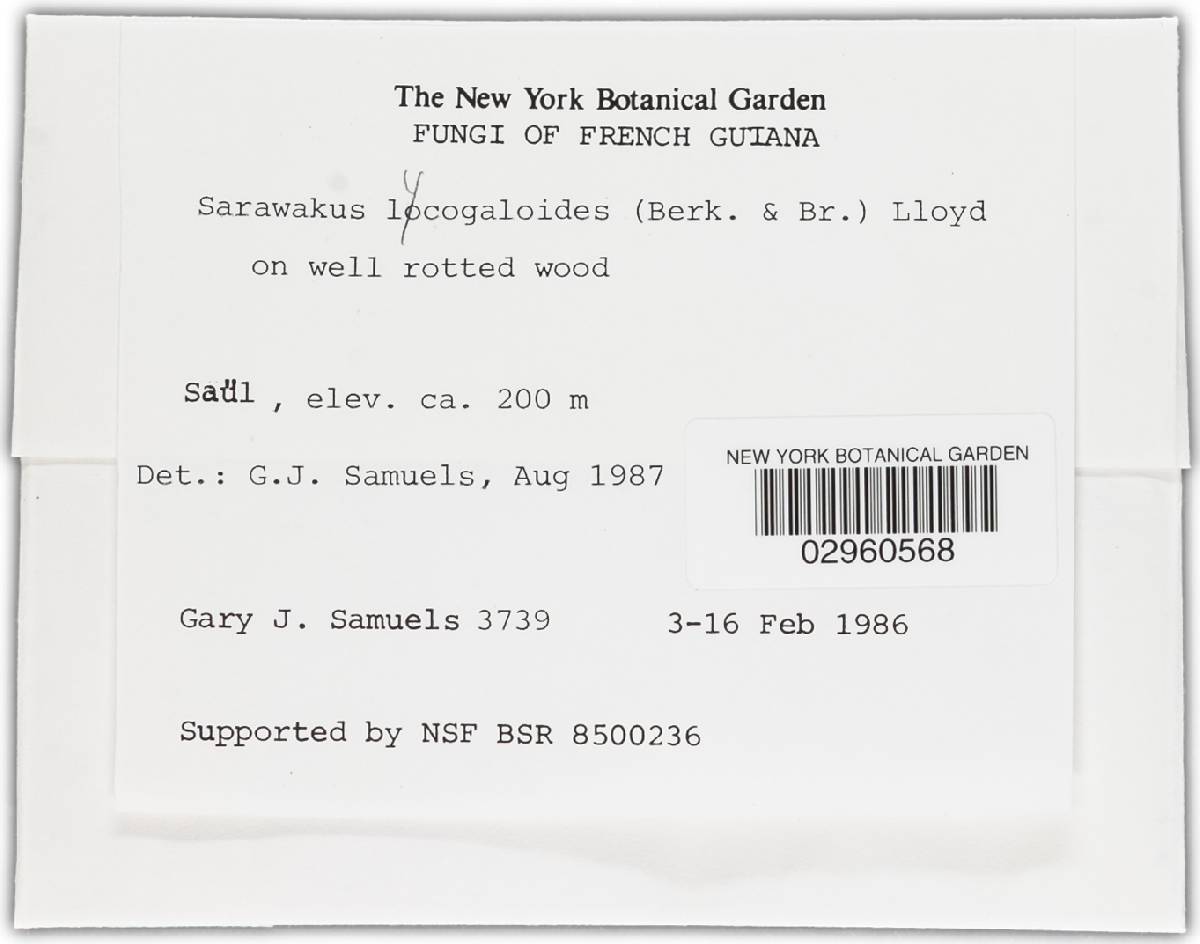 Sarawakus lycogaloides image