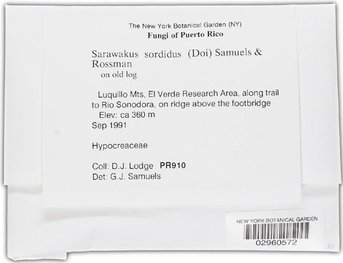 Sarawakus sordidus image