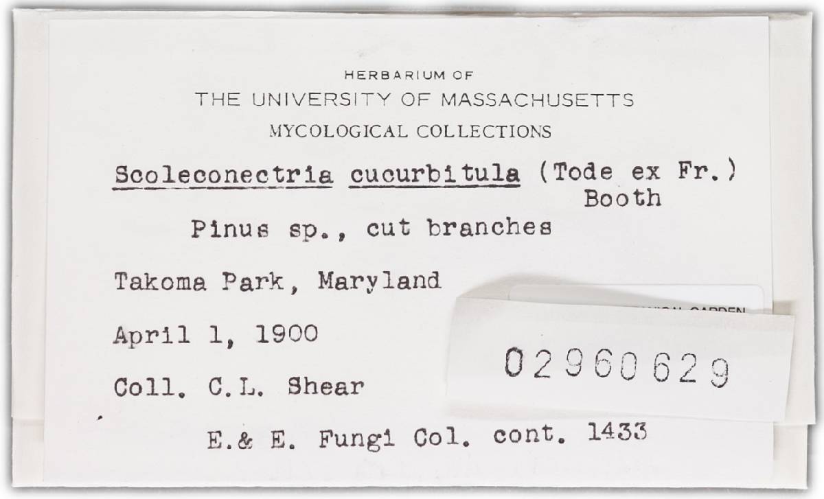 Nectria cucurbitula image