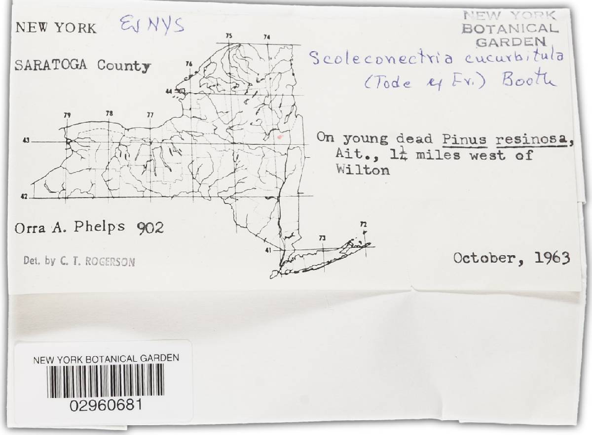 Nectria cucurbitula image