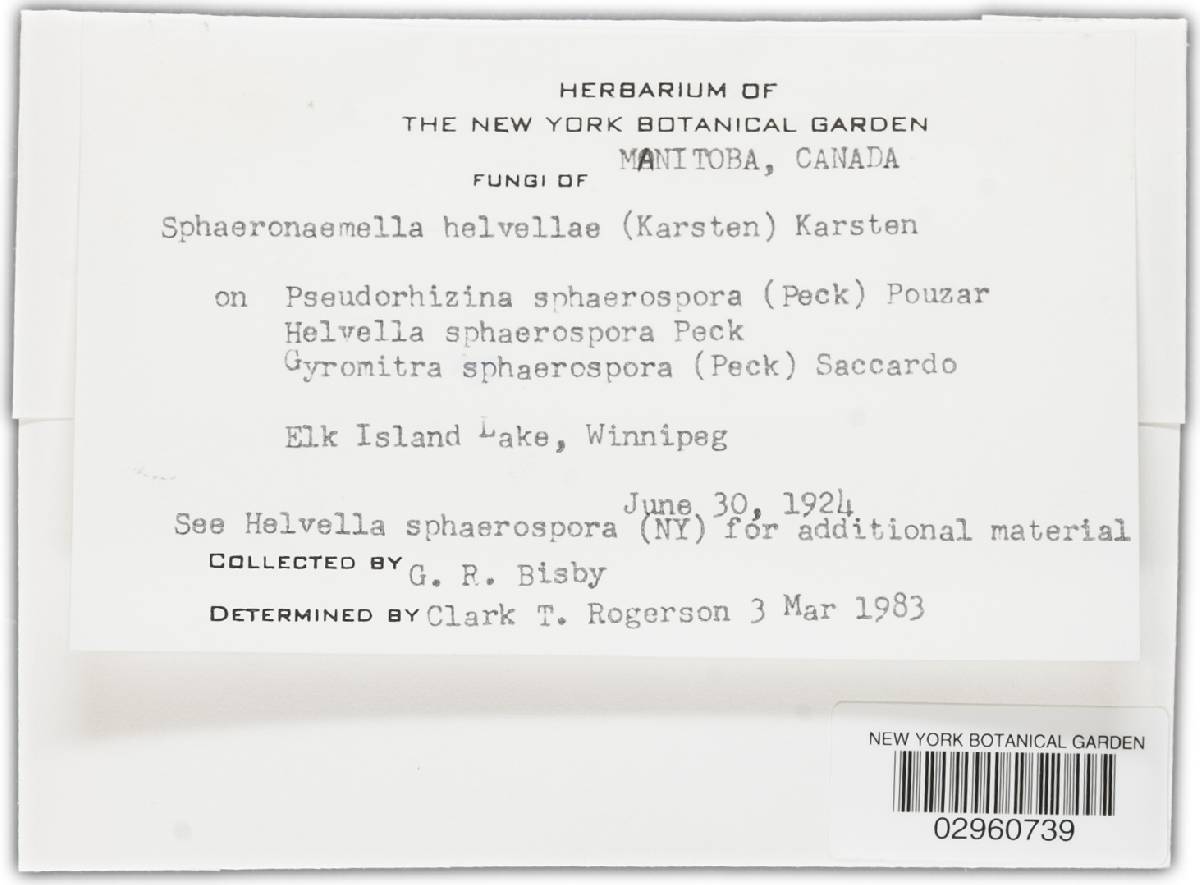 Sphaeronaemella helvellae image