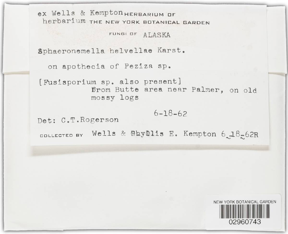 Sphaeronaemella helvellae image
