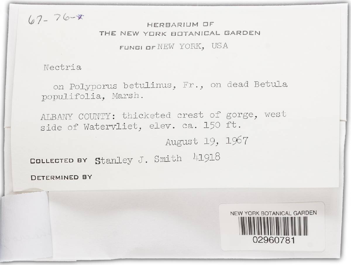 Sphaerostilbella aureonitens image