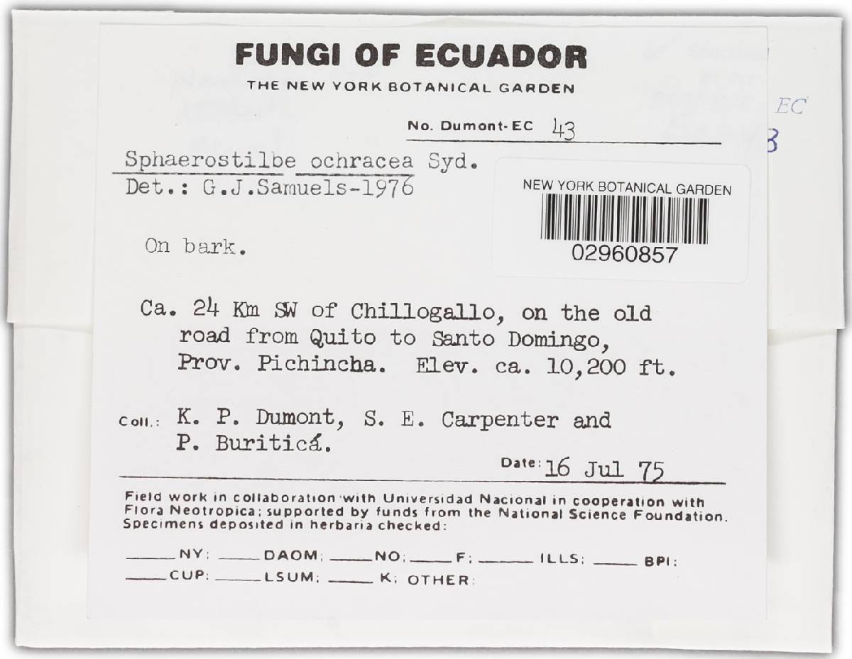 Nectria gracilipes image