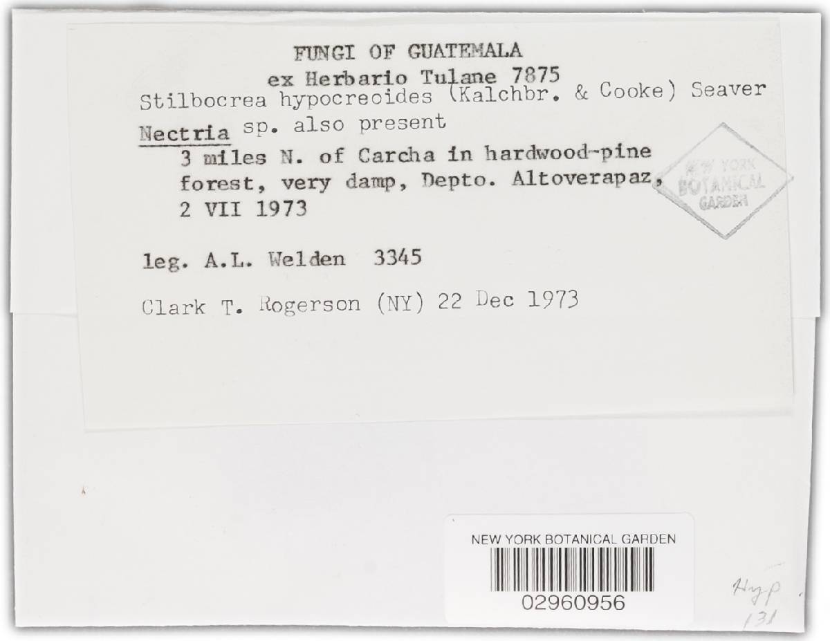 Stilbocrea hypocreoides image