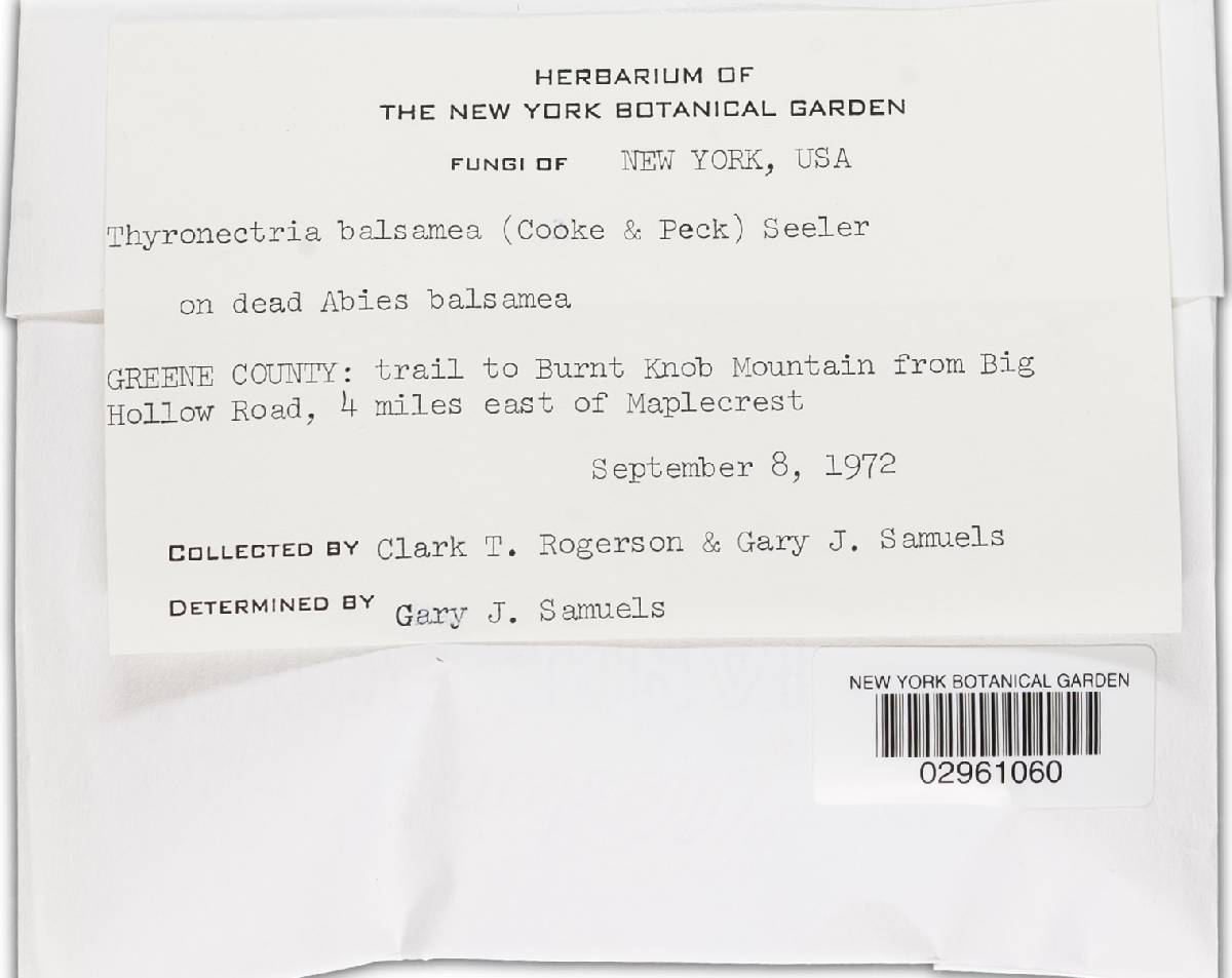 Thyronectria balsamea image