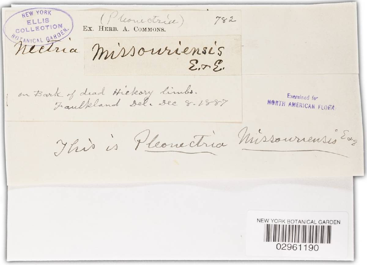 Thyronectria missouriensis image