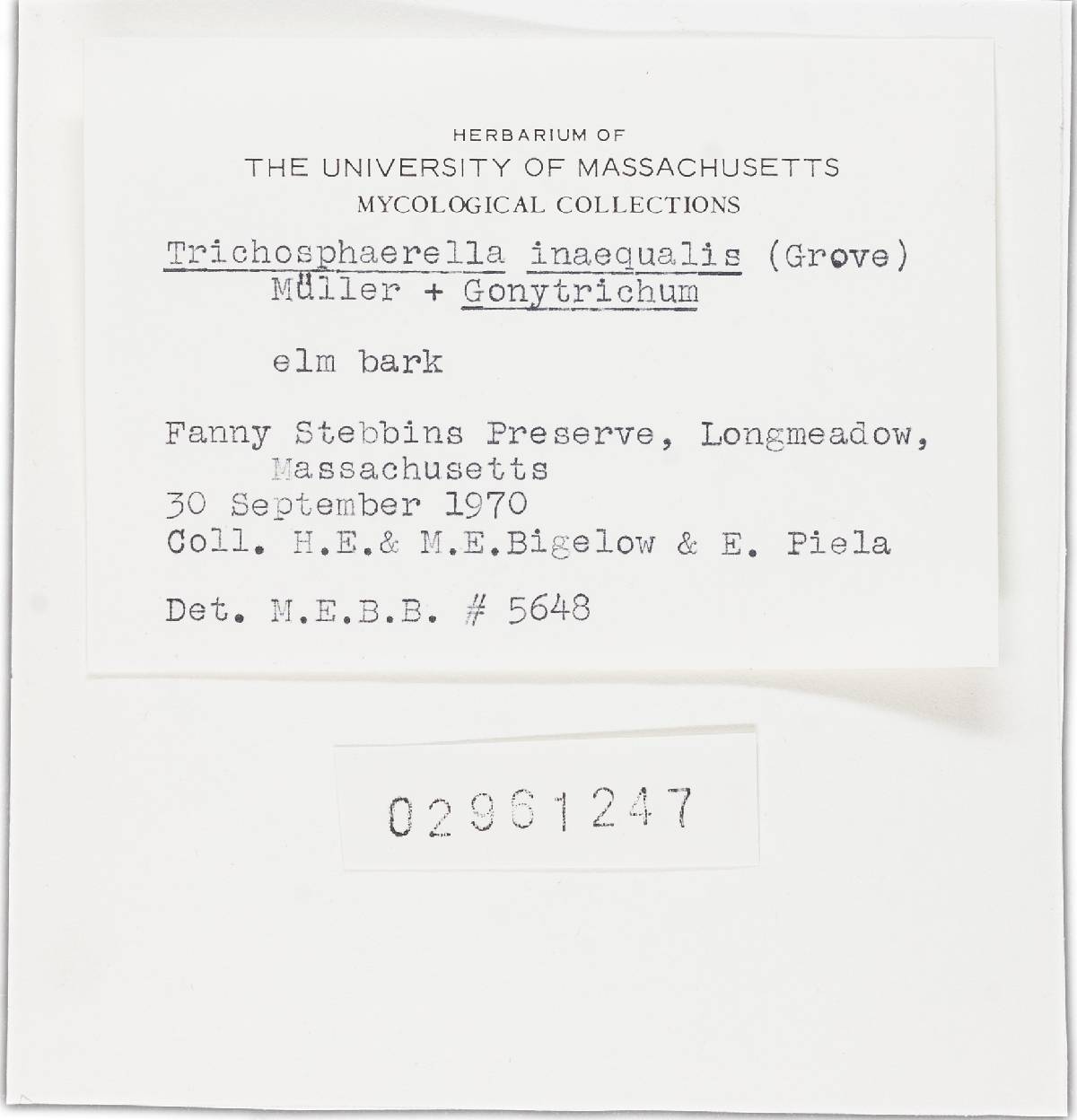 Chaetosphaeria inaequalis image