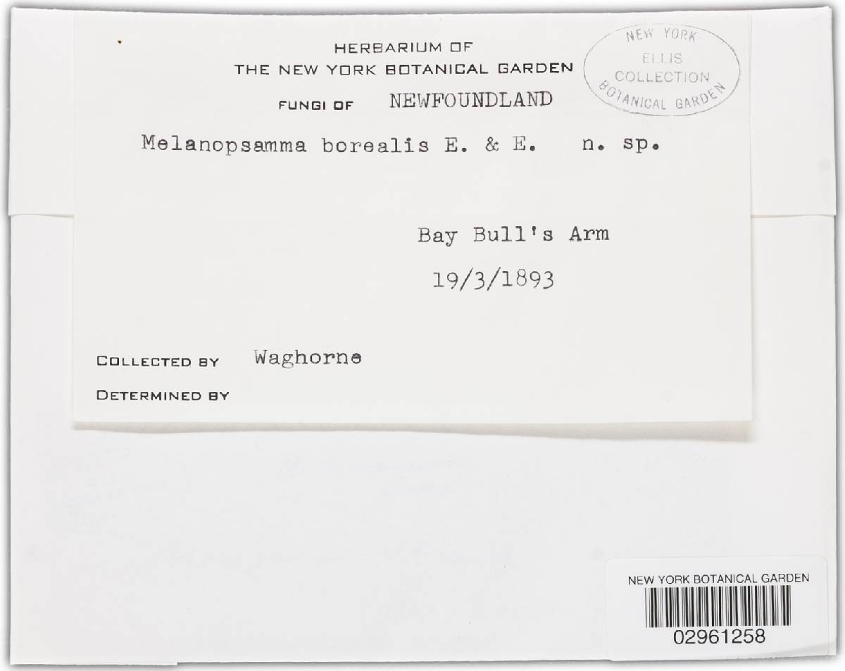 Melanopsamma borealis image