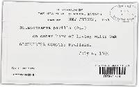 Melanopsamma papilla image