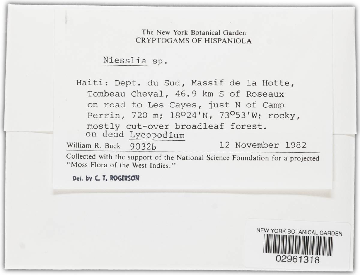 Niessliaceae image