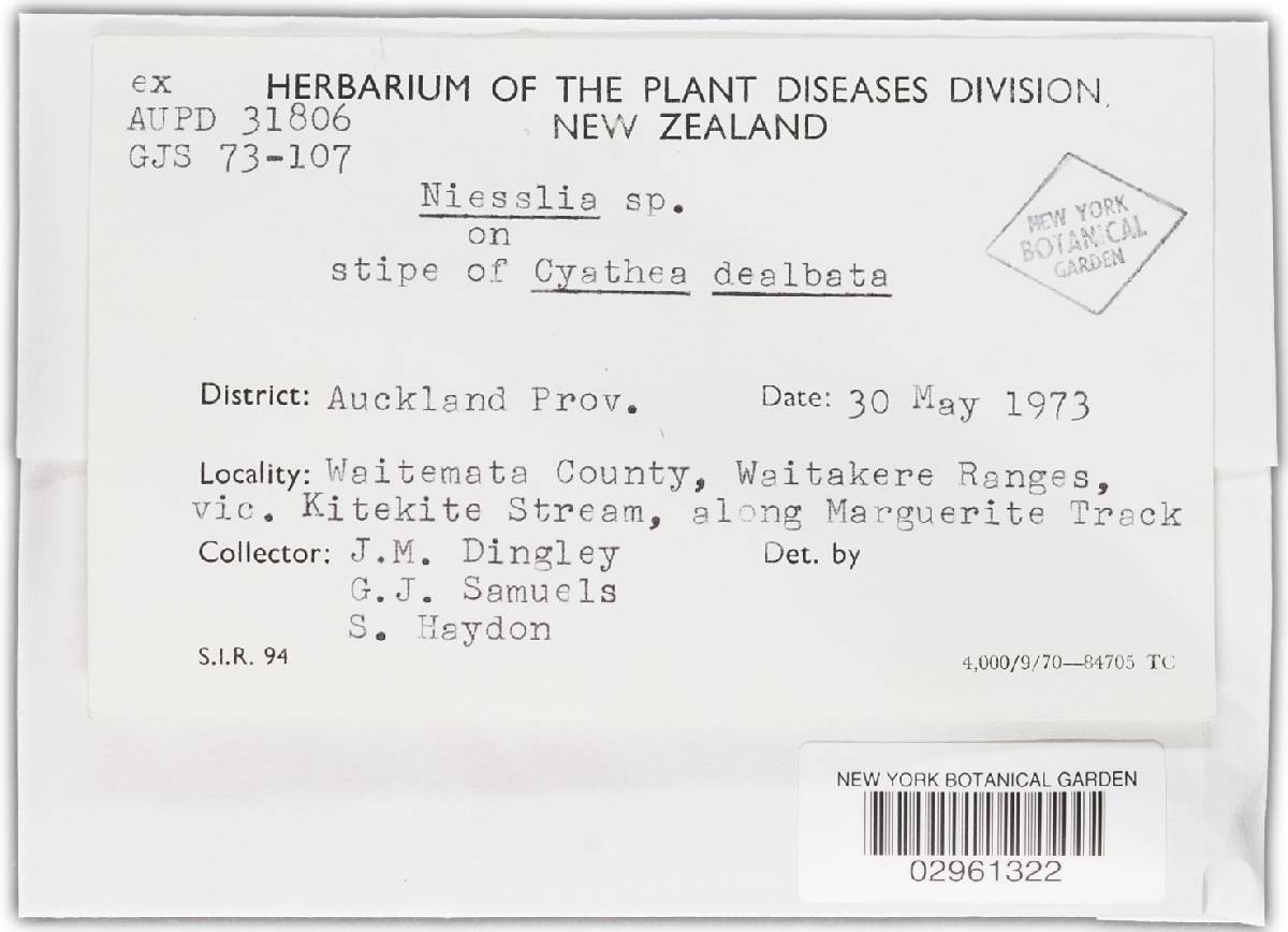 Niessliaceae image