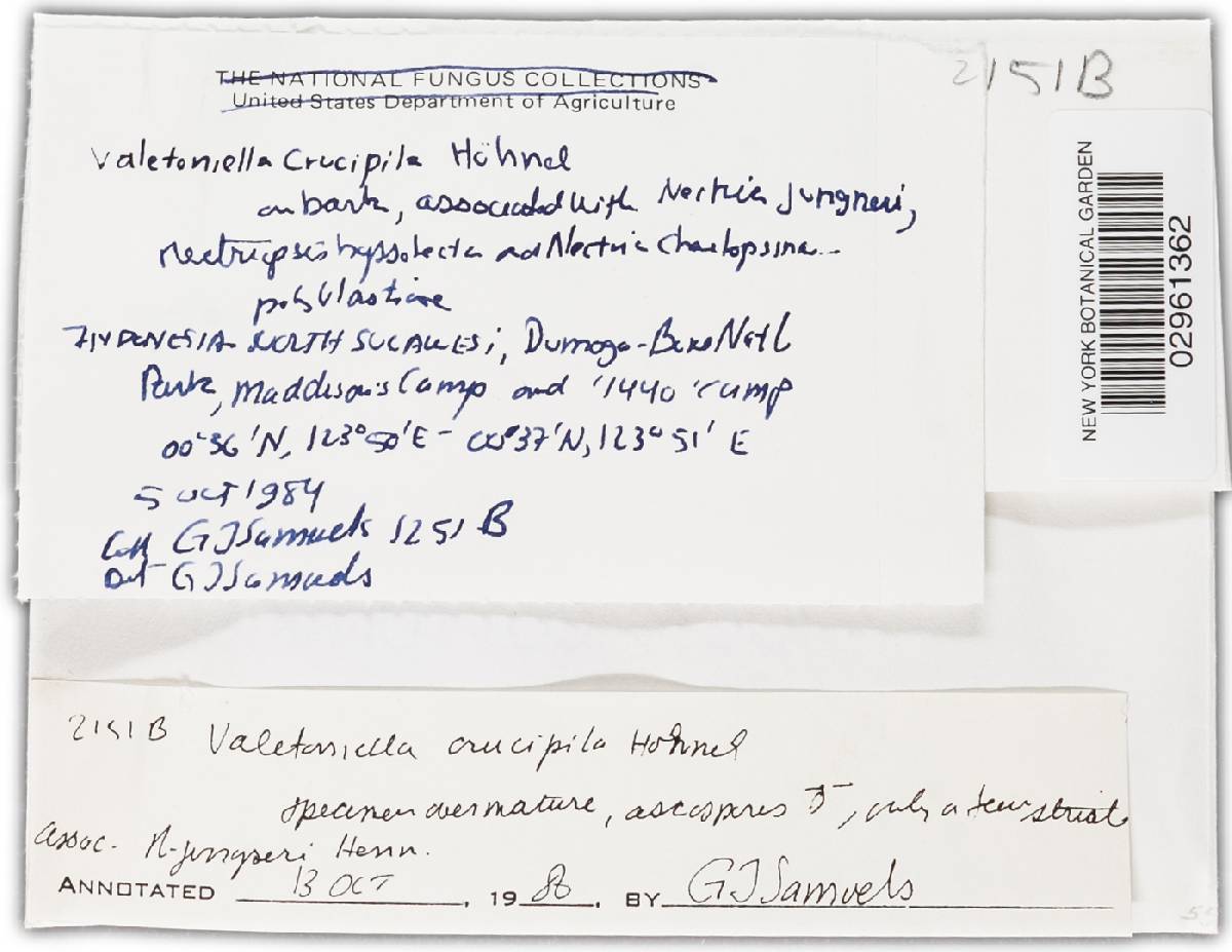 Valetoniella crucipila image