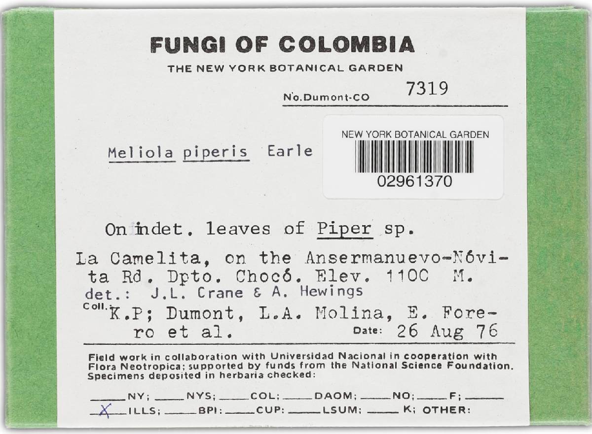 Meliola piperis image