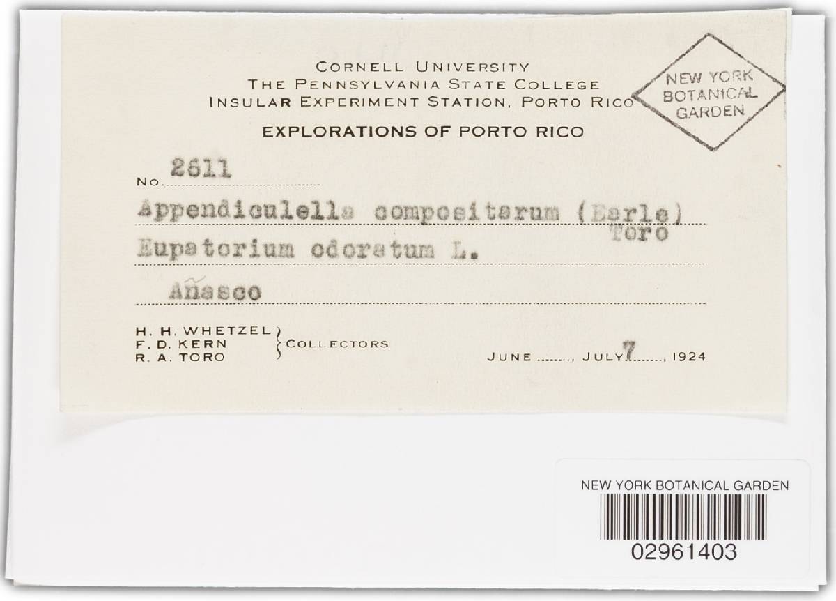 Appendiculella compositarum image