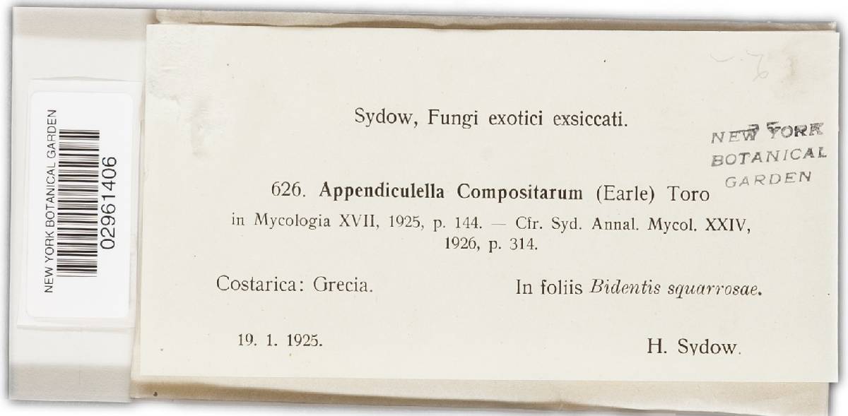 Appendiculella compositarum image