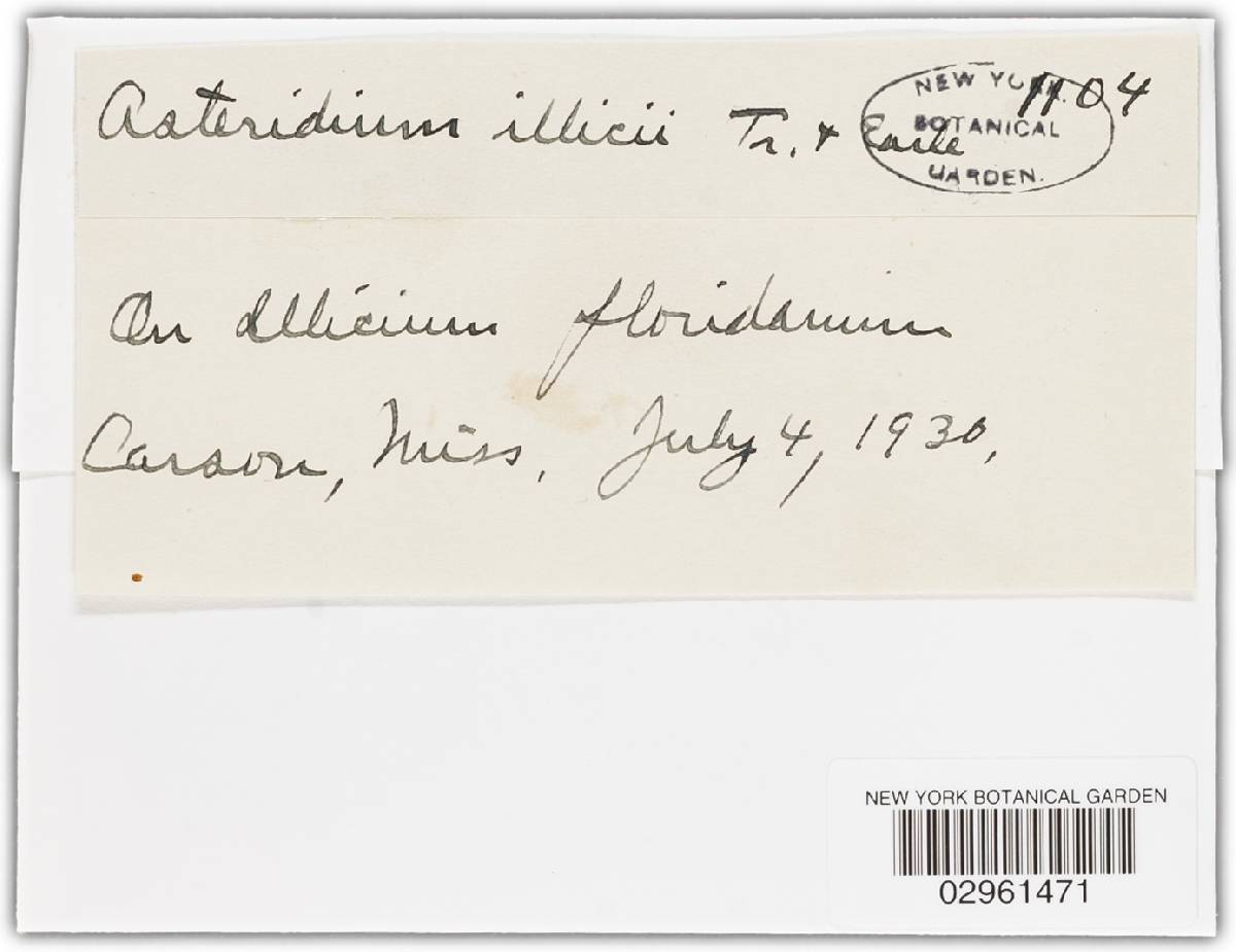 Asteridium illicii image