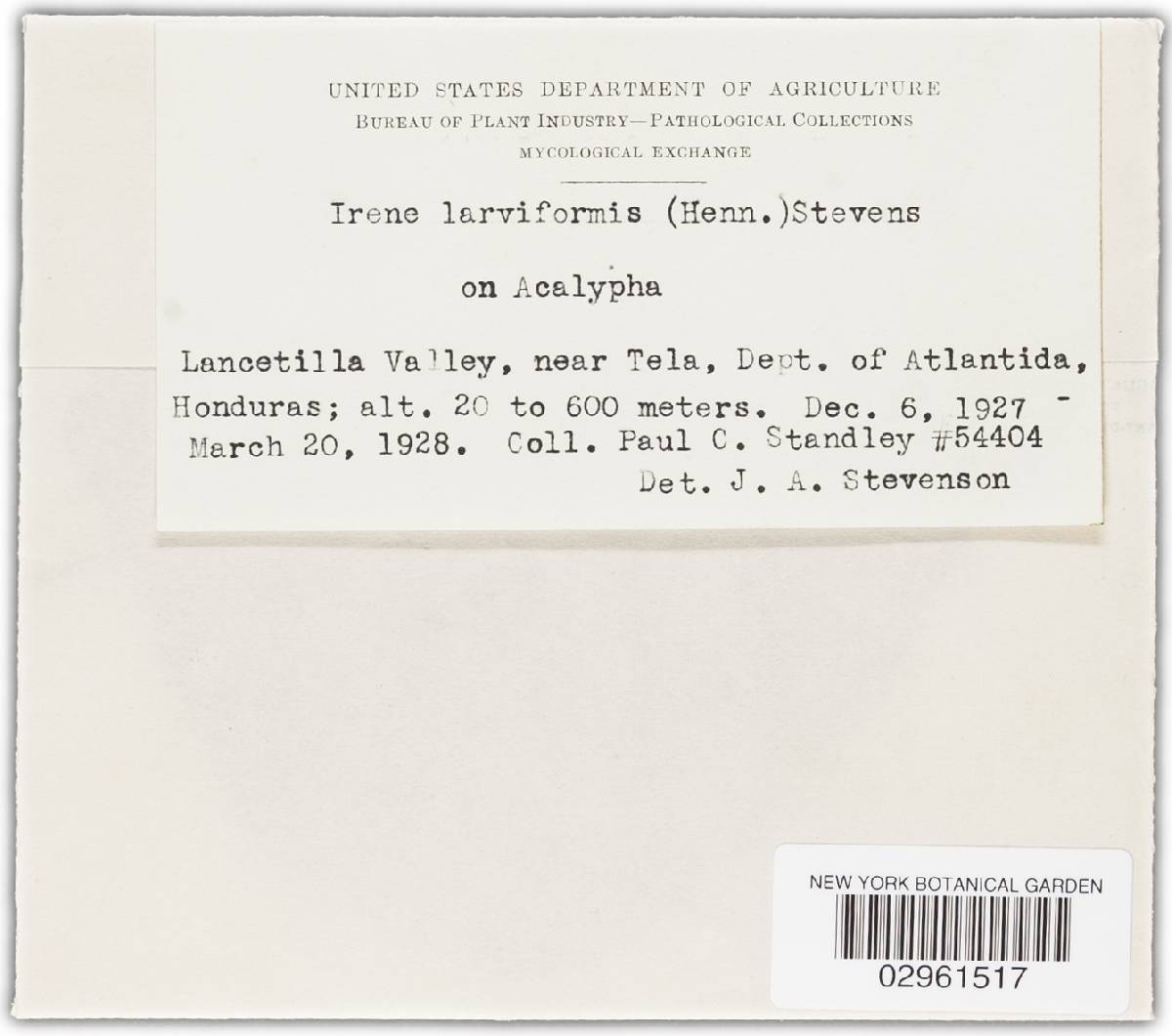 Irene larviformis image