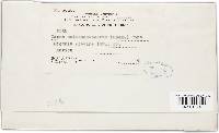 Irene melastomacearum image